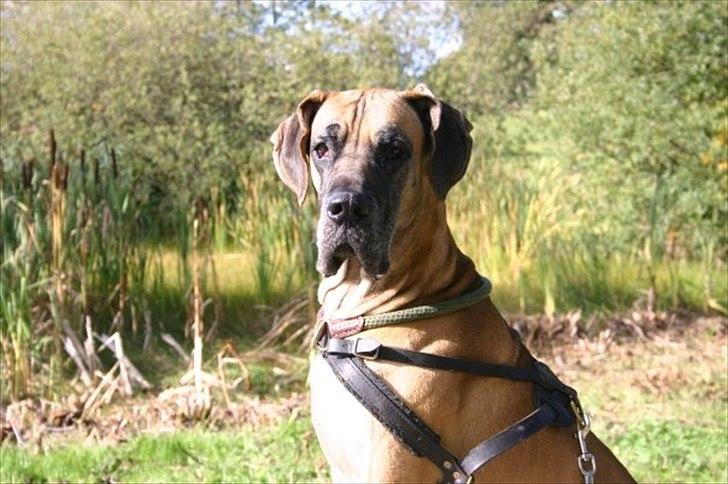 Grand danois Hugo billede 16