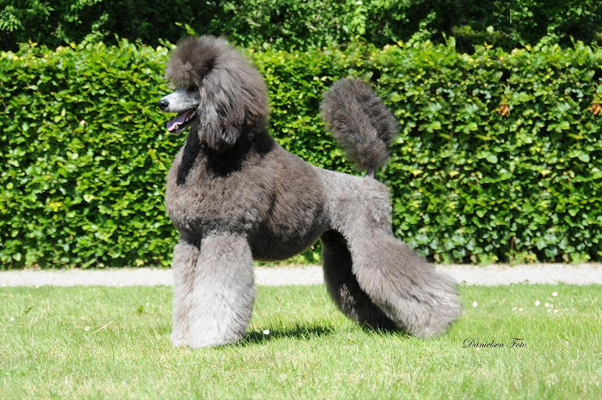 Storpuddel Lilli billede 10