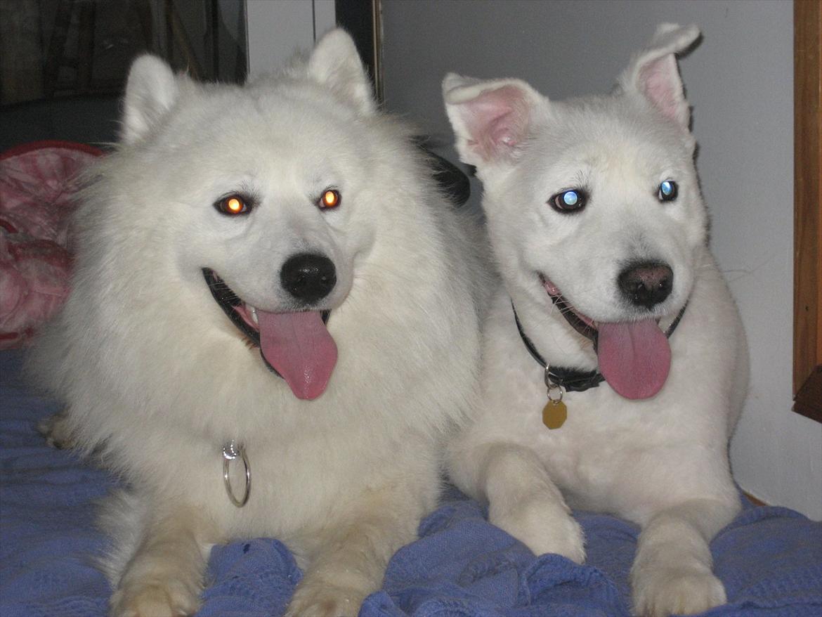 Samojedhund Aslan billede 17