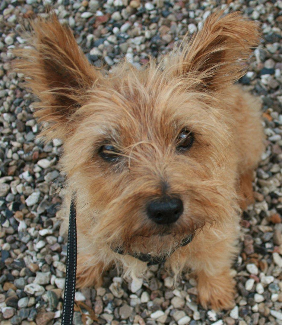 Cairn terrier Terri - 4. billede 4
