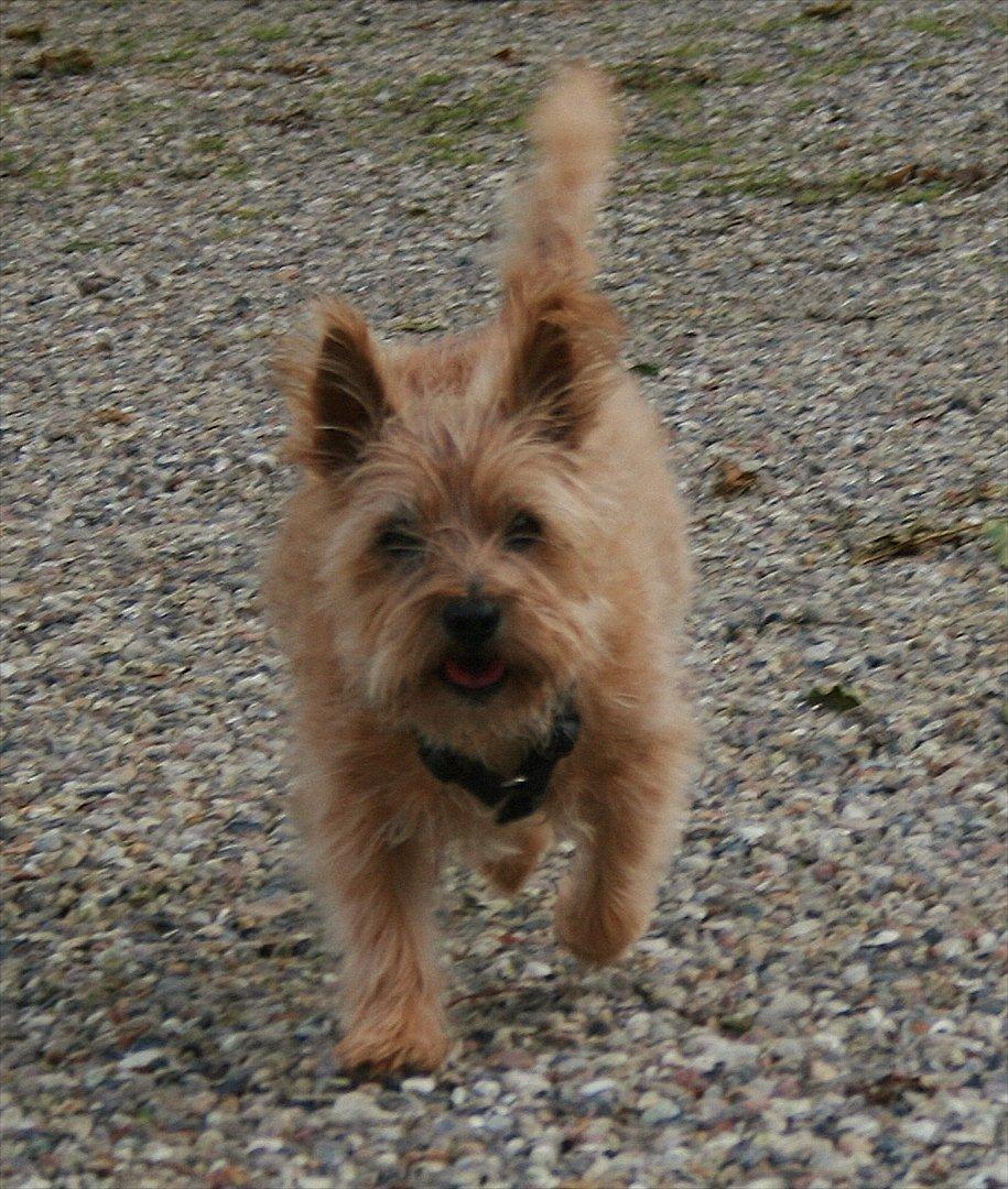 Cairn terrier Terri - 6. billede 6