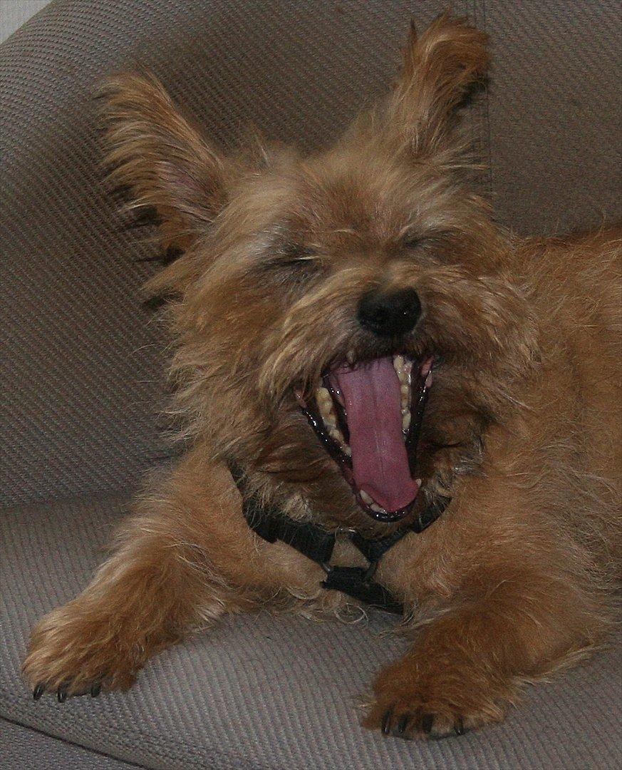 Cairn terrier Terri - 5. billede 5