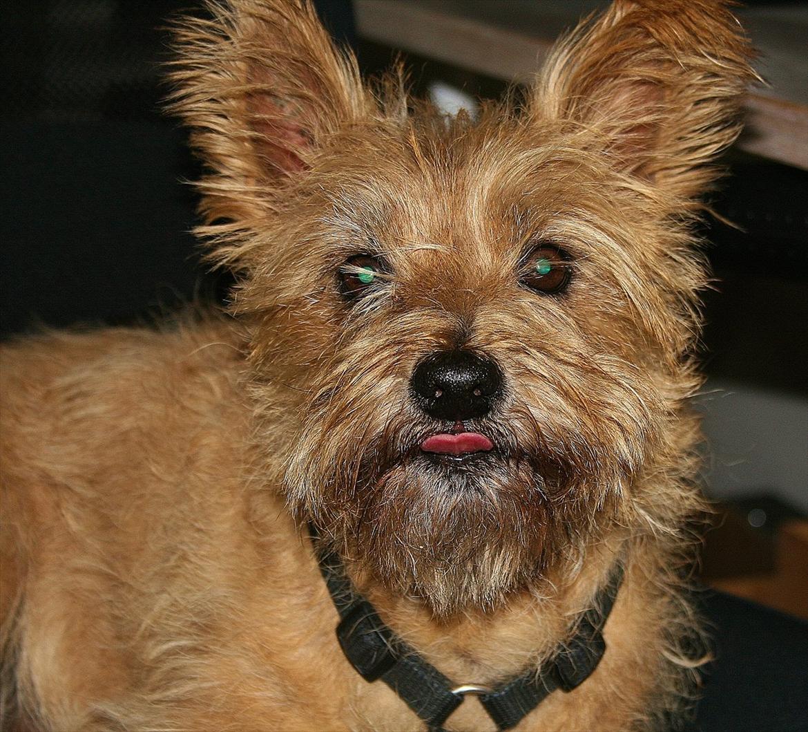 Cairn terrier Terri - 7. billede 7