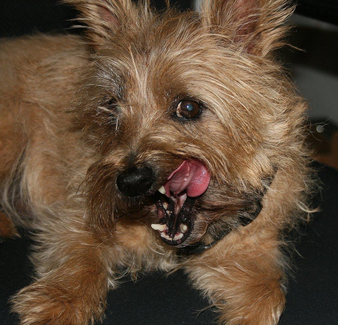 Cairn terrier Terri - 14. billede 14