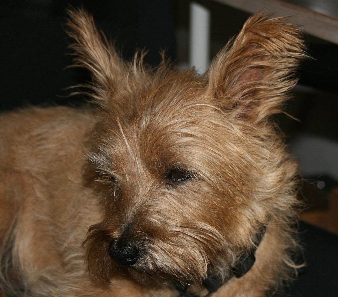 Cairn terrier Terri - 9. billede 9