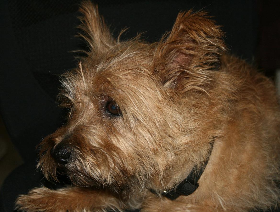Cairn terrier Terri - 10. billede 10