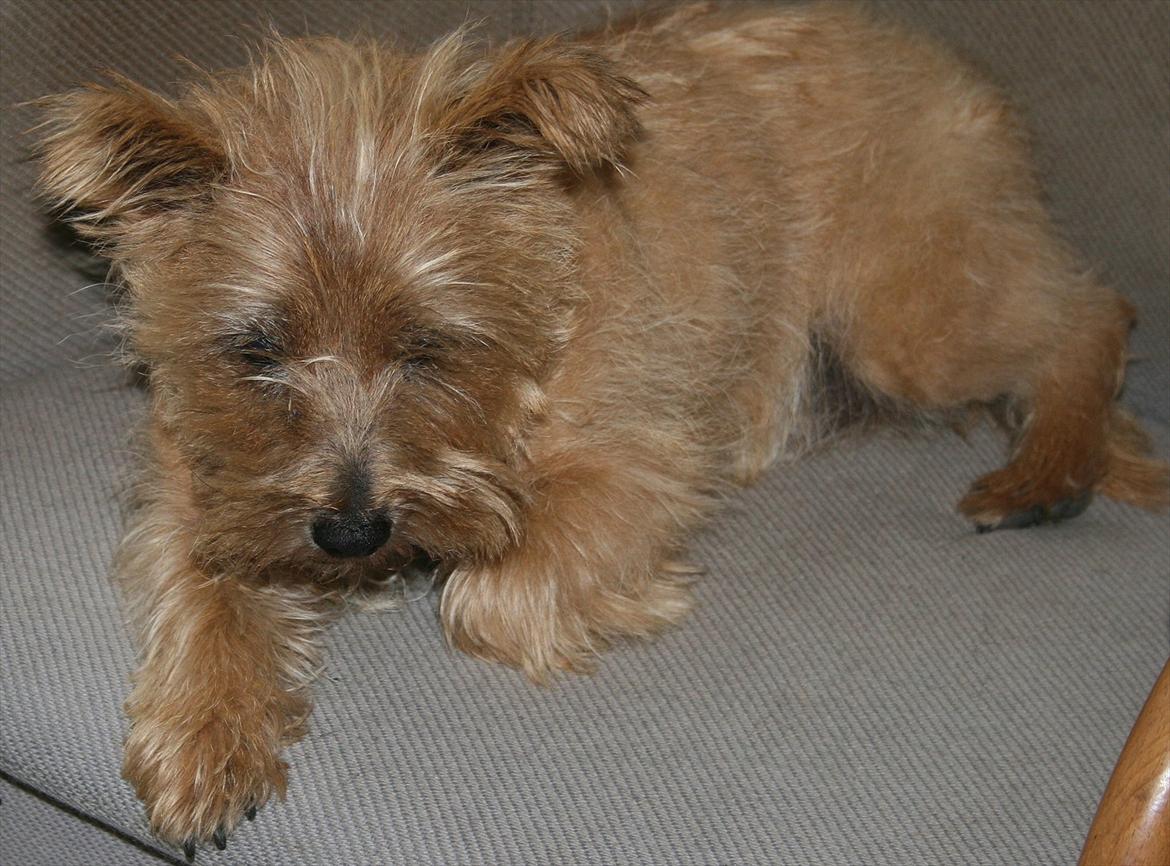 Cairn terrier Terri - 11. billede 11