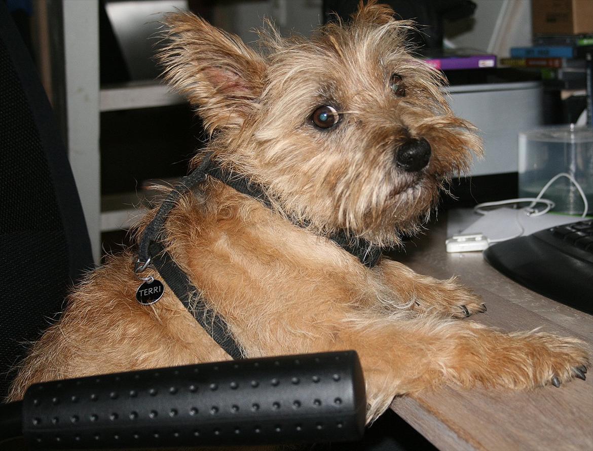 Cairn terrier Terri - 12. billede 12