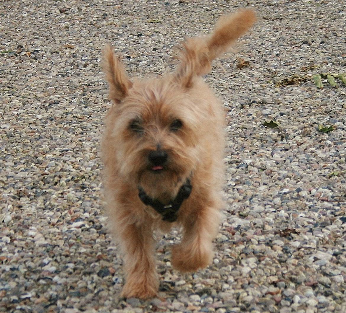 Cairn terrier Terri - 8. billede 8