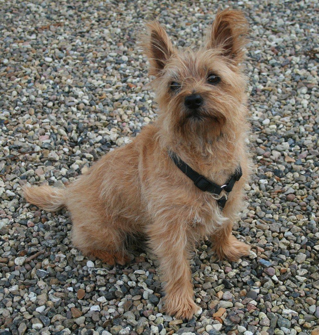 Cairn terrier Terri - 13. billede 13