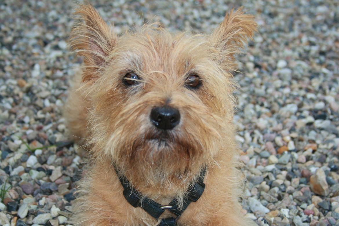 Cairn terrier Terri - 15. billede 15