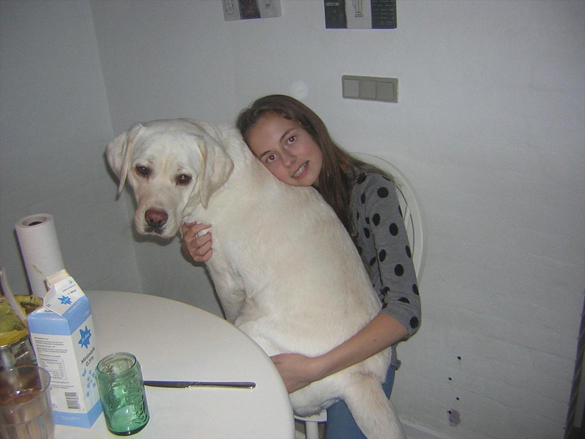 Labrador retriever oskar - Jeg vil også være lille billede 9