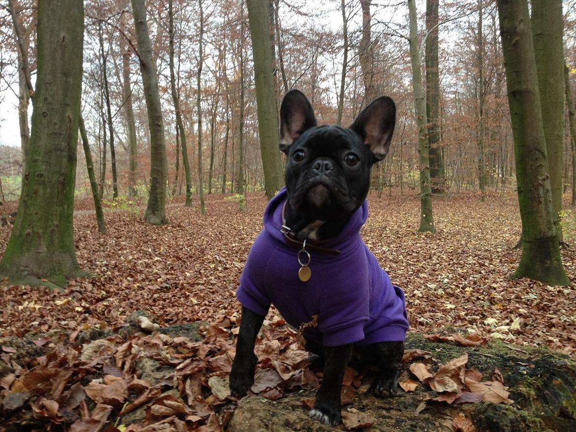 Fransk bulldog Betty - Betty med trøge på i bernstorffsparken billede 2