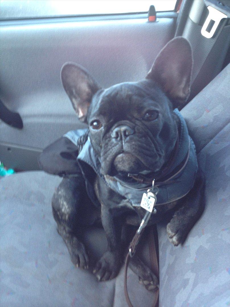 Fransk bulldog Betty - Betty Chiller på vej hjem fra en gåtur billede 3