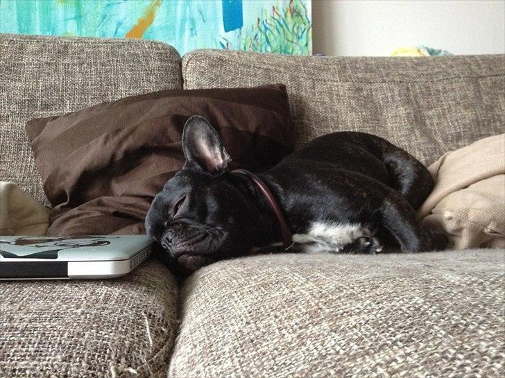 Fransk bulldog Betty - Zzzzzzz billede 4