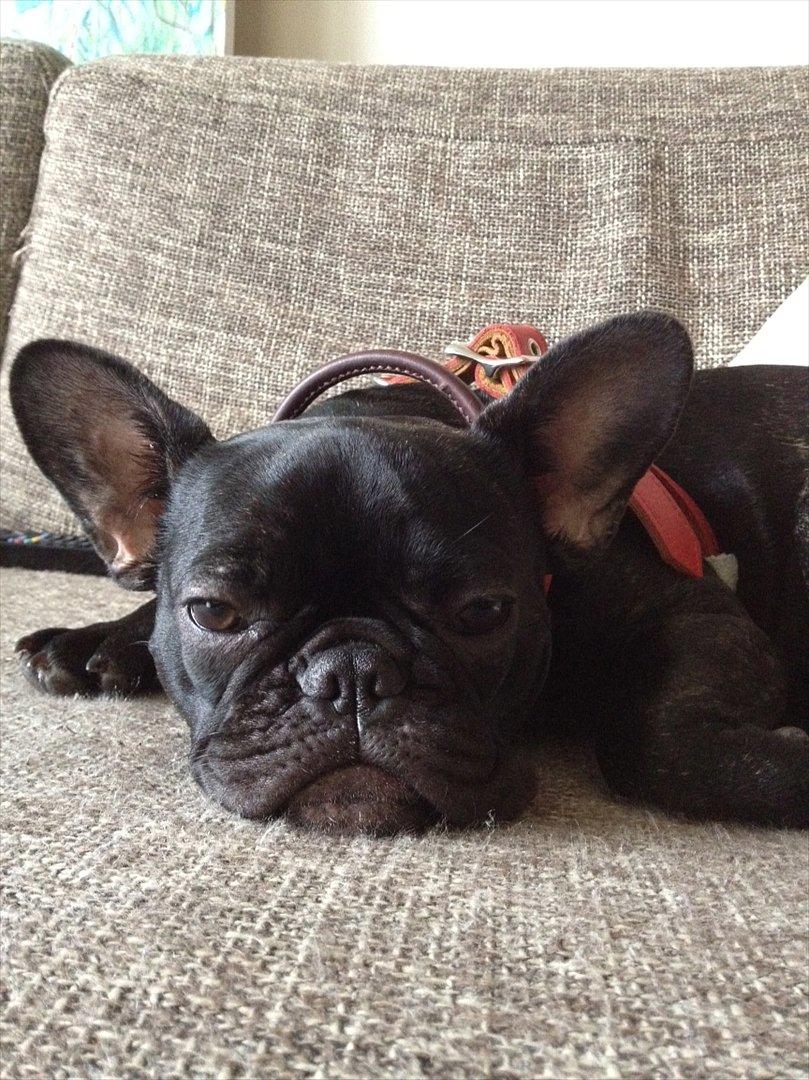 Fransk bulldog Betty - Ikkke nu hunde mor jeg er træt! billede 5