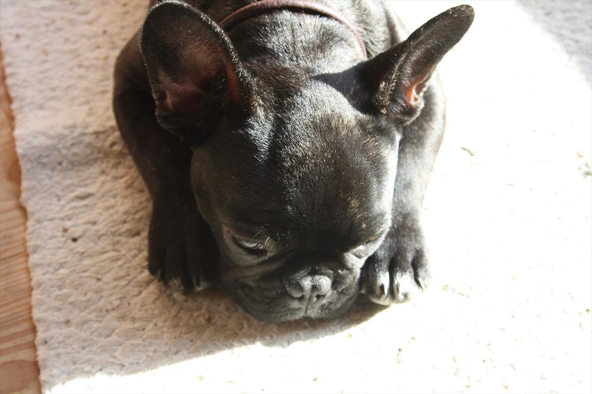 Fransk bulldog Betty - Betty i sommerhus i Rørvog billede 6