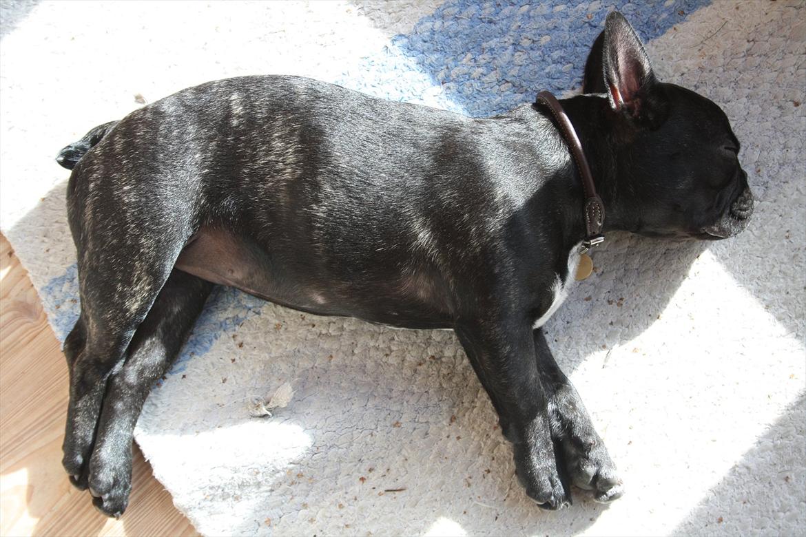 Fransk bulldog Betty - Betty i sommerhus i Rørvig billede 7