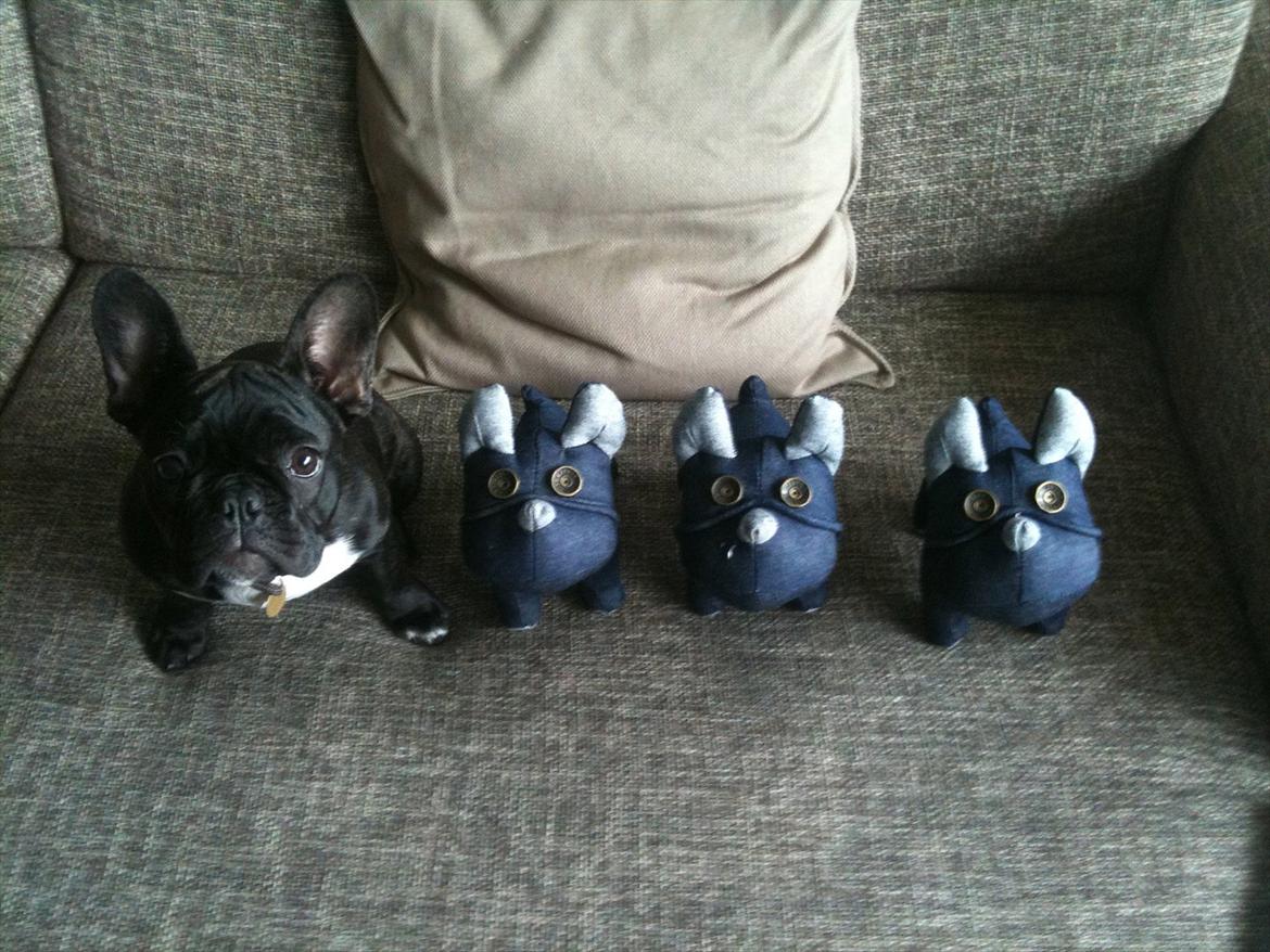 Fransk bulldog Betty - Betty med sine Buddies. billede 8