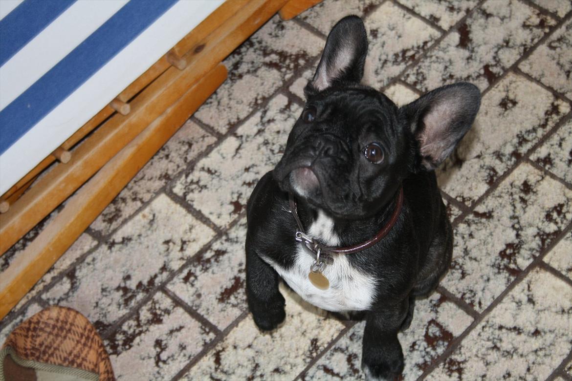 Fransk bulldog Betty - Må jeg ikke nok få flere godbidder! billede 9