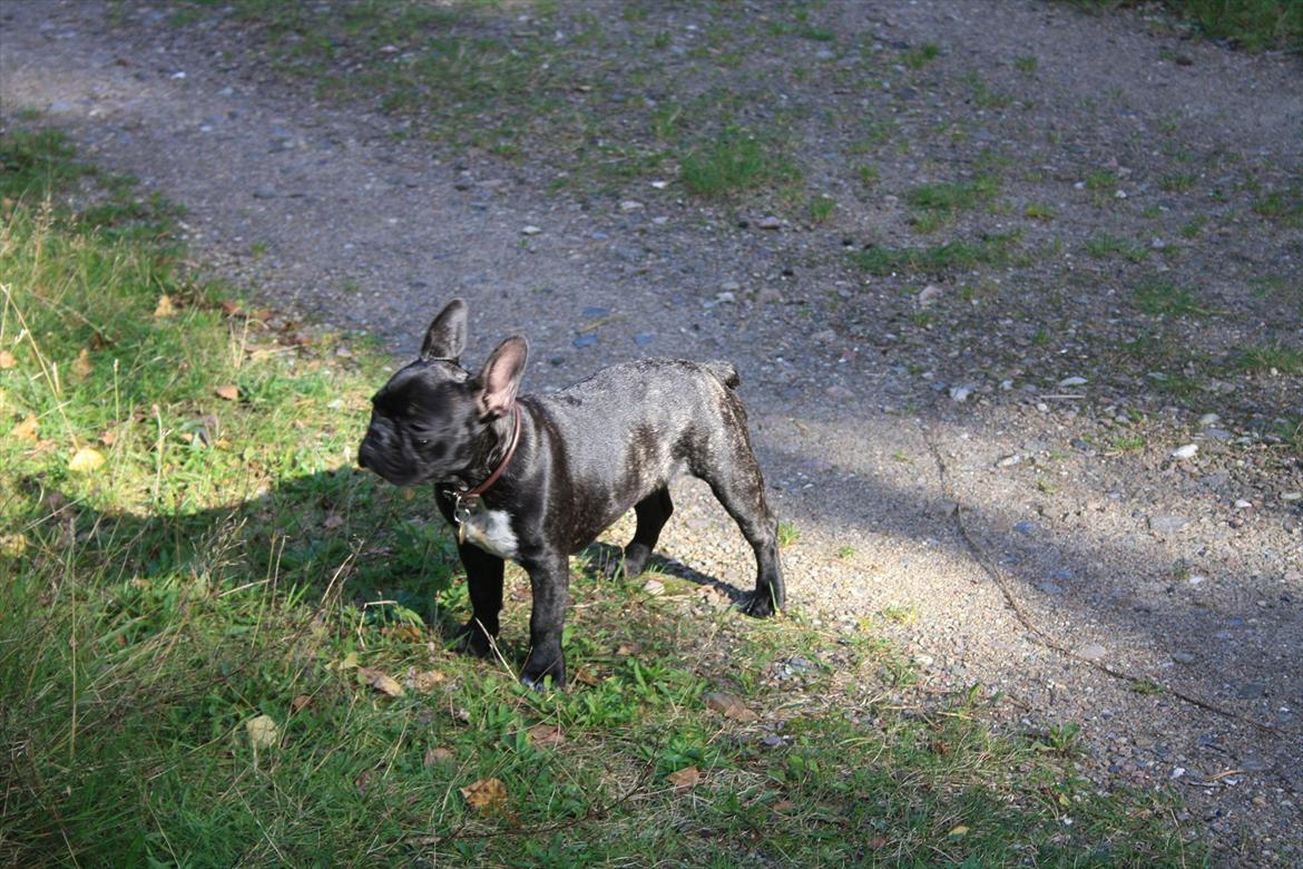 Fransk bulldog Betty - Betty i Skoven ved Rørvig billede 10