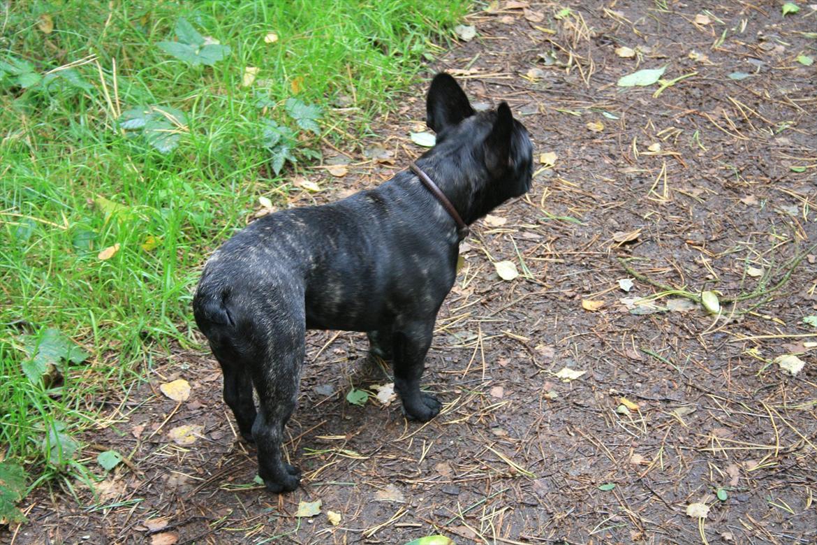 Fransk bulldog Betty - Betty i skoven ved Rørvig billede 11