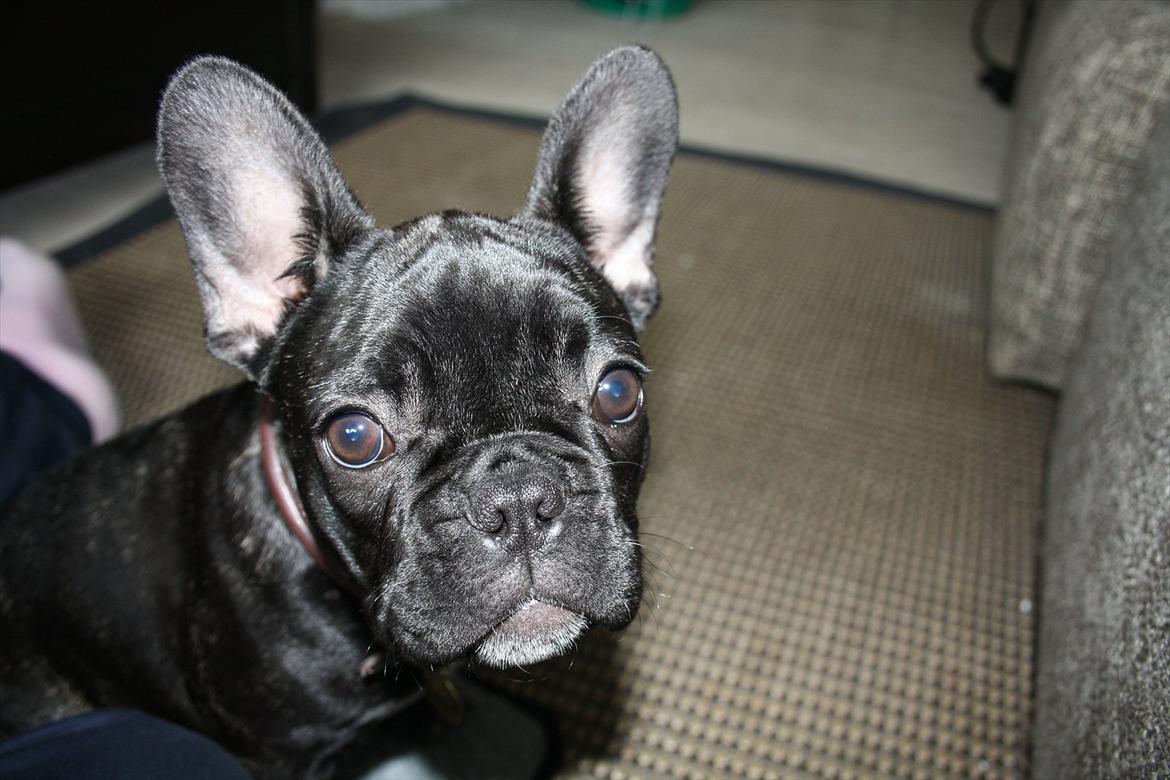 Fransk bulldog Betty - Betty da hun er 4 måneder billede 12