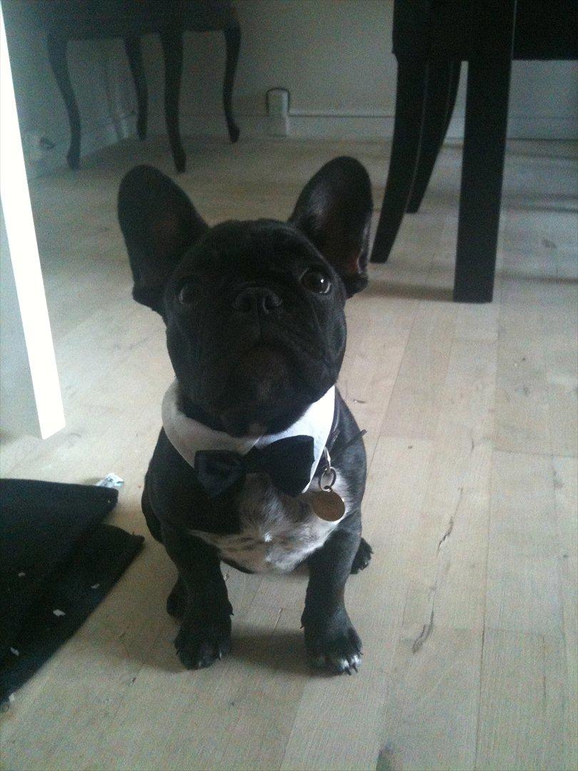 Fransk bulldog Betty - Betty med sin fine Butterfly billede 1