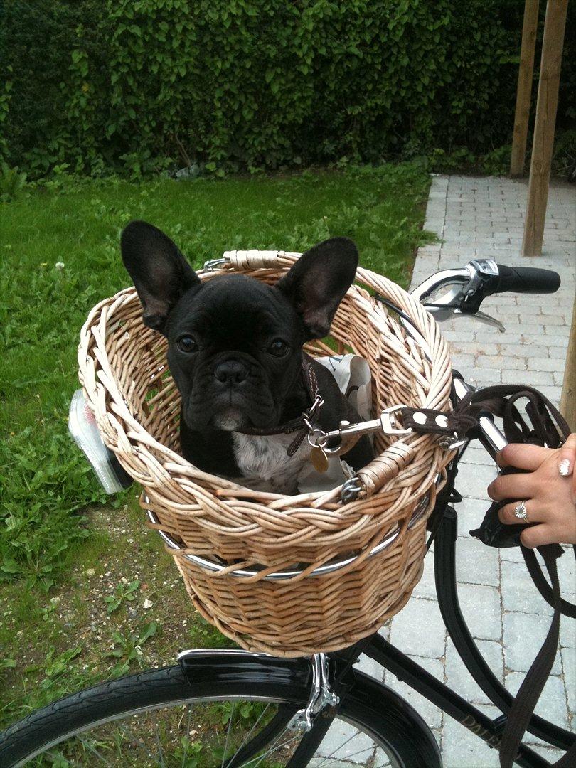 Fransk bulldog Betty - Betty på Cykeltur billede 13