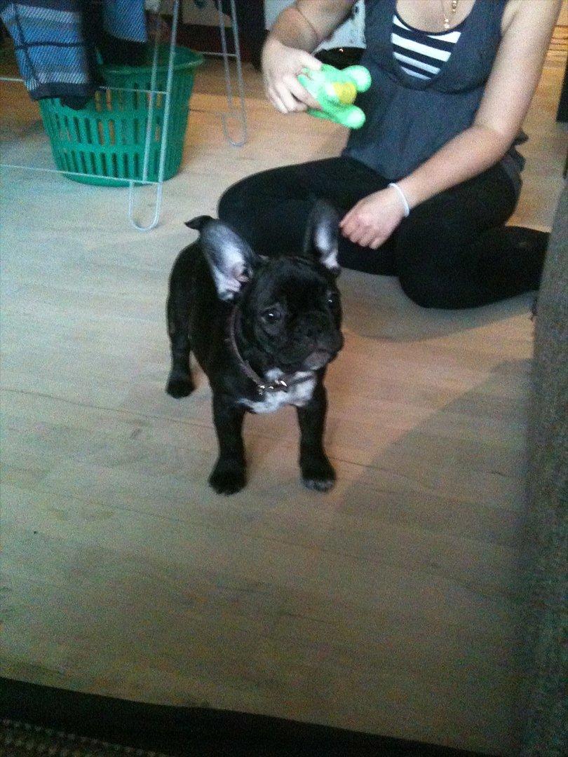 Fransk bulldog Betty - Første dag da vi fik hende med hjem billede 14