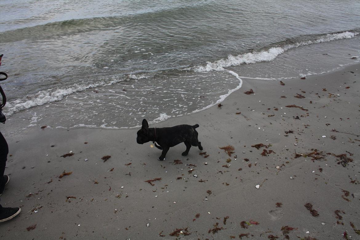 Fransk bulldog Betty - På rørvig strand billede 15
