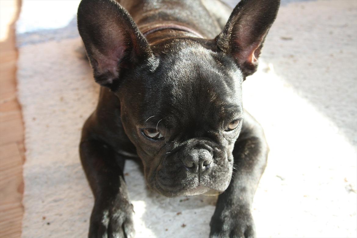 Fransk bulldog Betty - Ikke nu jeg lå lige og sov billede 16