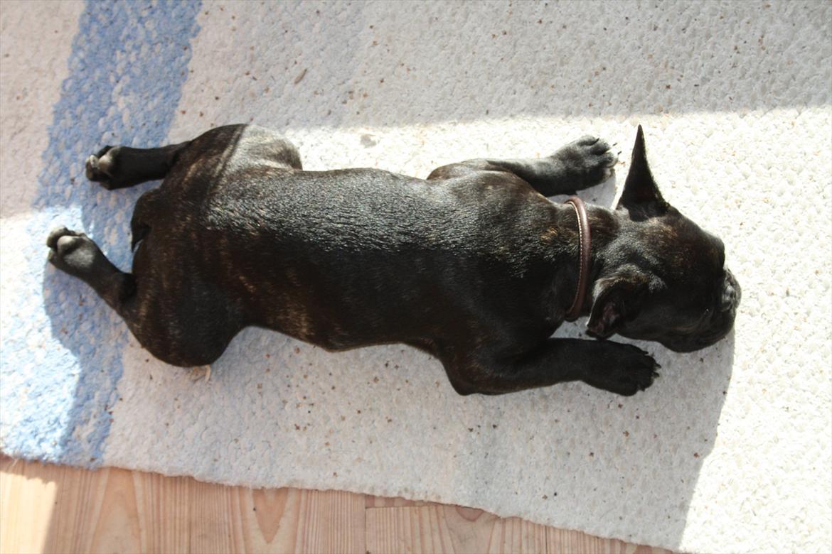 Fransk bulldog Betty - Jeg elsker at ligge i en solstråle og bage billede 17