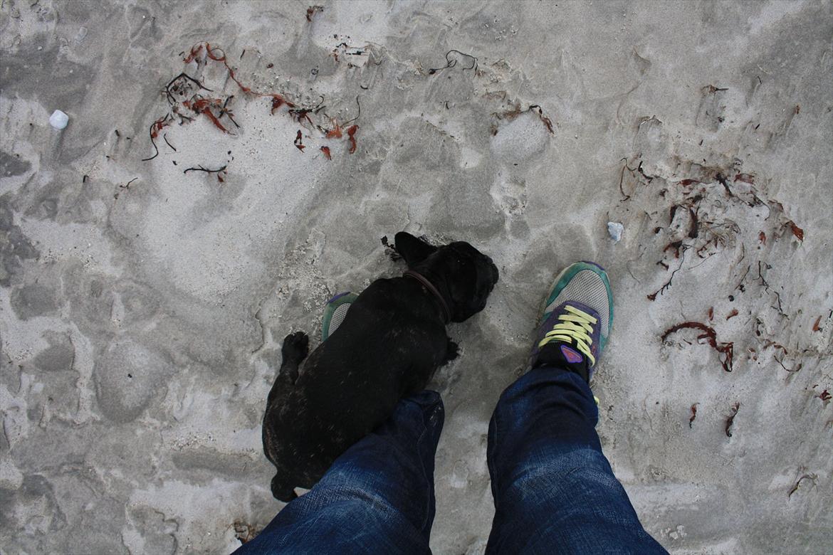 Fransk bulldog Betty - På rørvig strand billede 18