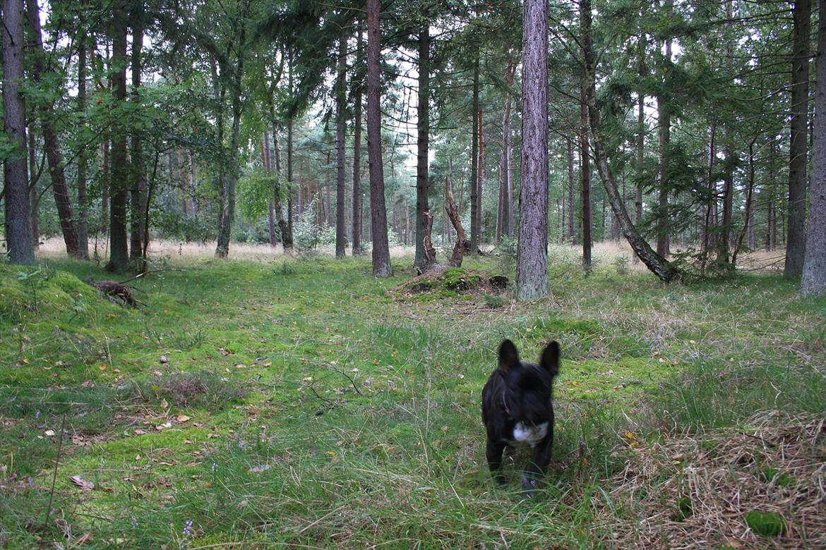 Fransk bulldog Betty - På vej til stranden i rørvig billede 19