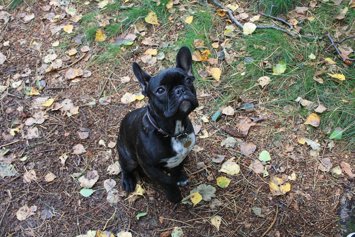 Fransk bulldog Betty - på vej til stranden i rørvig billede 20