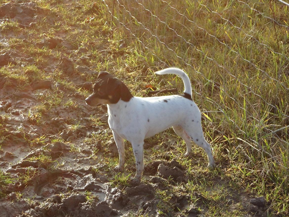 Dansk svensk gaardhund Piv.:) - Den lille muse hund.:-)) billede 1