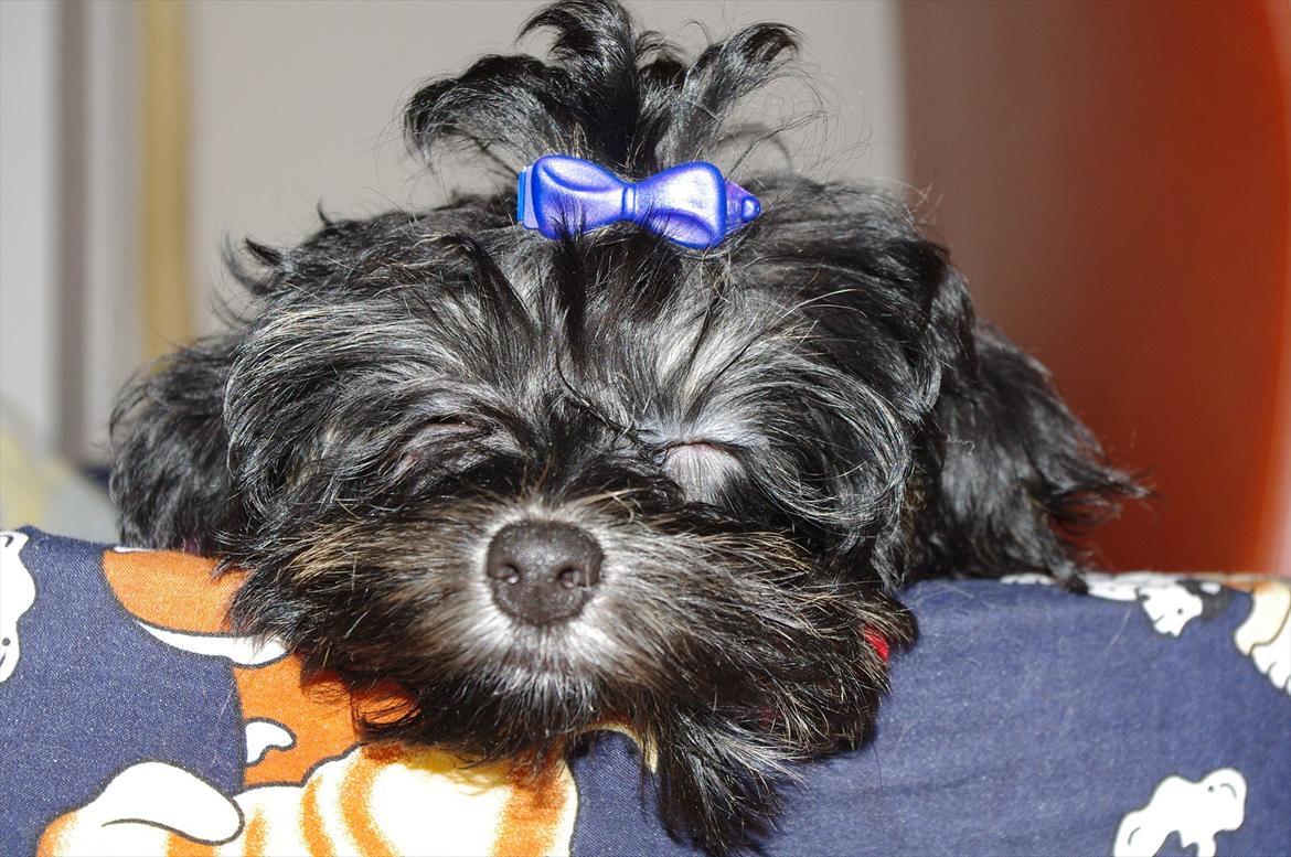 Løwchen Miss Daisy billede 4