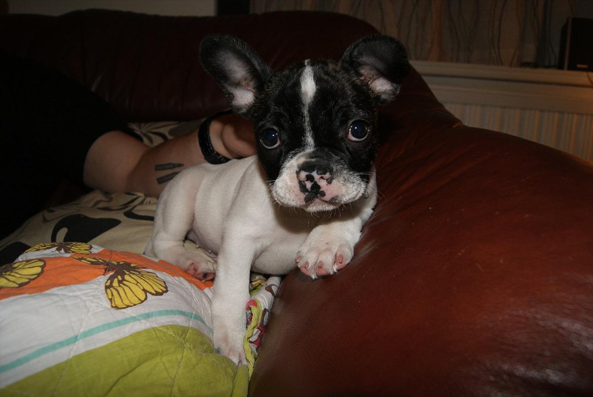 Fransk bulldog Louie billede 2