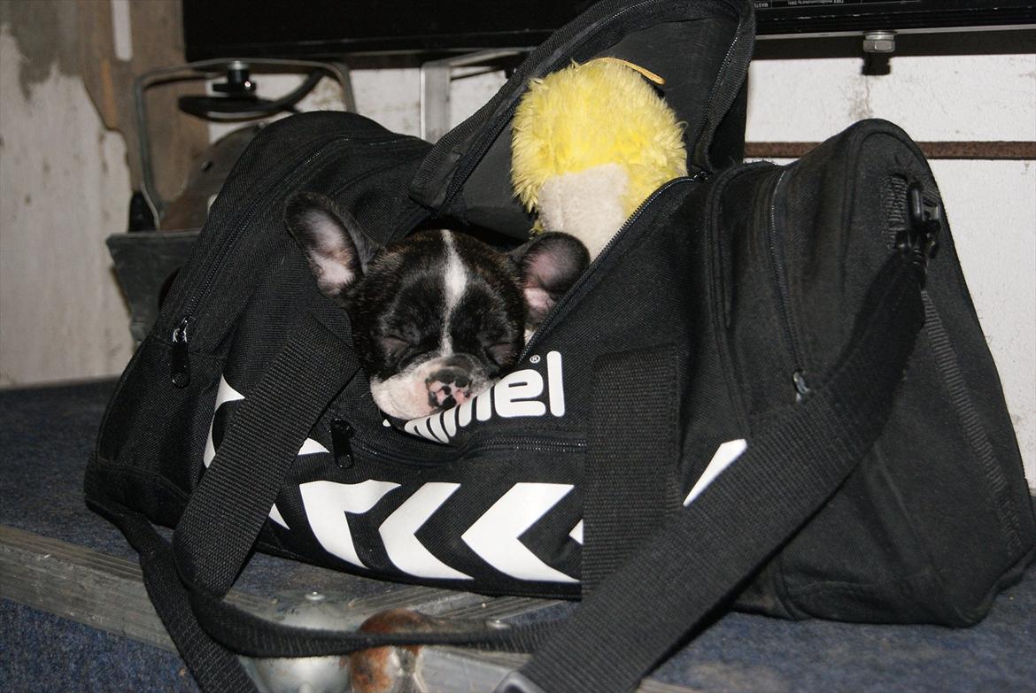 Fransk bulldog Louie billede 3