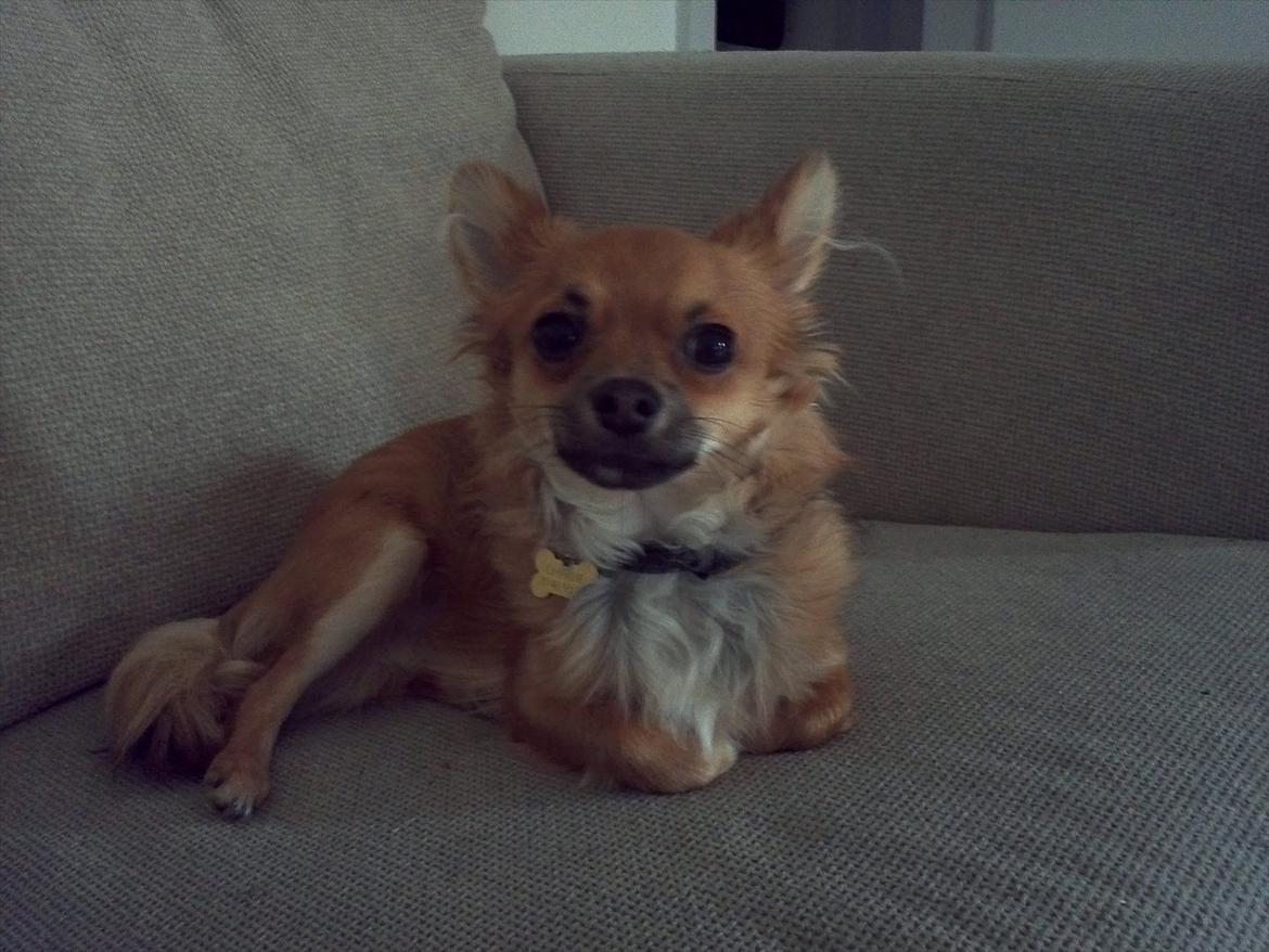 Chihuahua Charlie billede 1