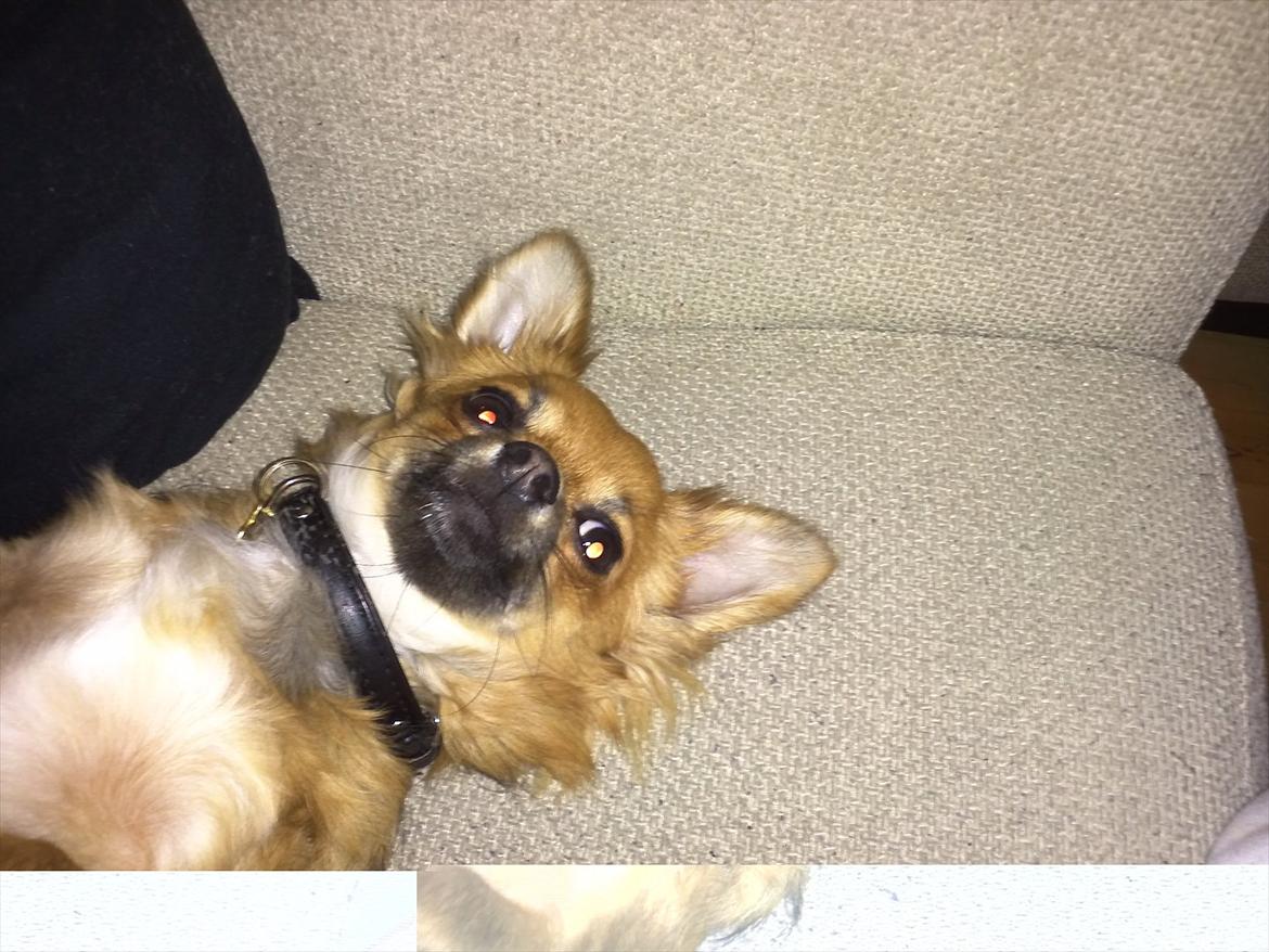 Chihuahua Charlie billede 3