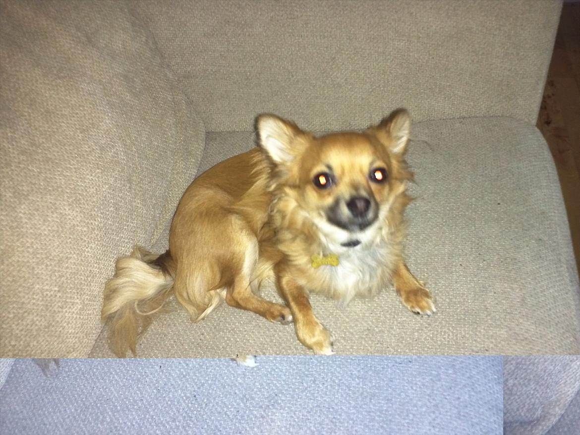 Chihuahua Charlie billede 2