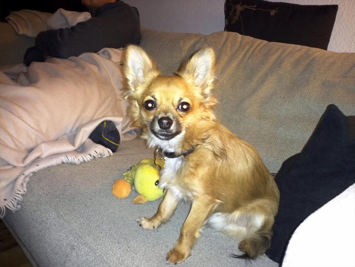 Chihuahua Charlie billede 4