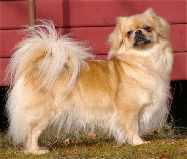 Tibetansk spaniel Cim-Cill A-Chi-Lina - Dorit 3 år billede 11