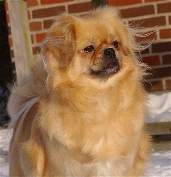 Tibetansk spaniel Cim-Cill A-Chi-Lina billede 12