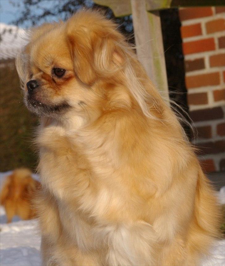Tibetansk spaniel Cim-Cill A-Chi-Lina billede 13