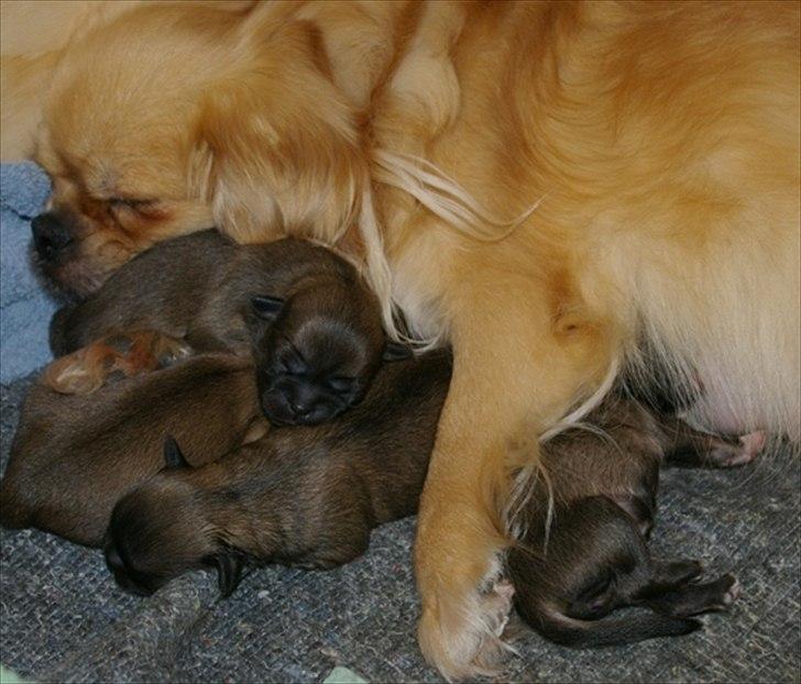 Tibetansk spaniel Cim-Cill A-Chi-Lina - Dorit med hendes første kuld hvalpe;) billede 14