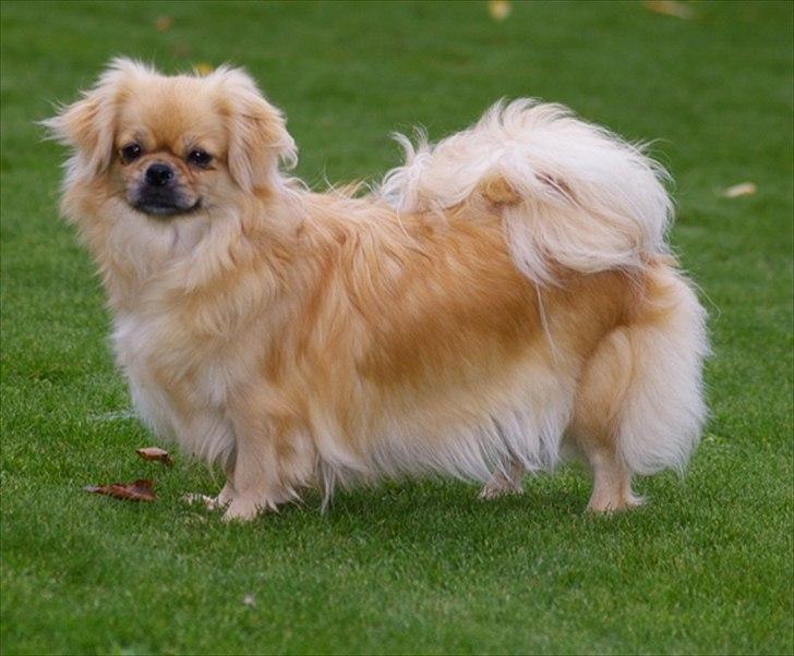 Tibetansk spaniel Cim-Cill A-Chi-Lina - Dorit 4 år billede 15