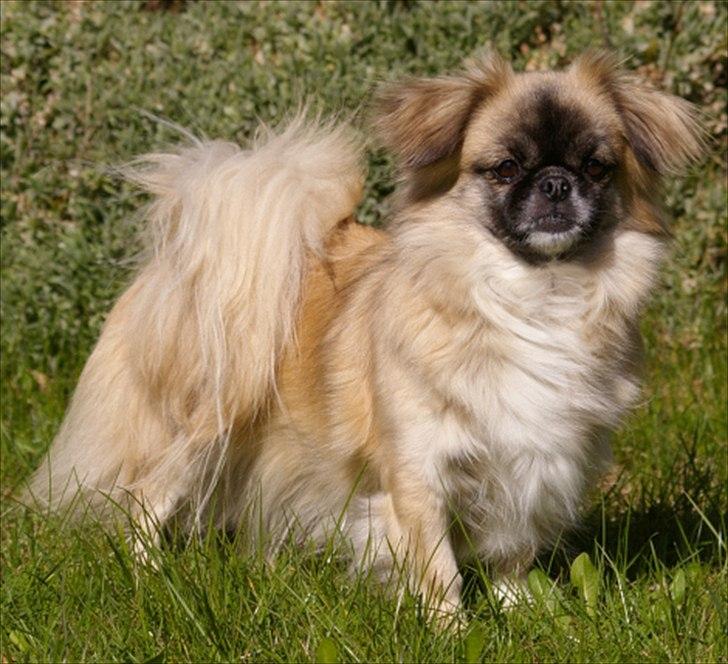 Tibetansk spaniel Khyi-mo’s Cilpa Sa-Wa - Cille 6 år billede 14
